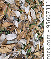 Fallen leaves of Japanese oak tree Material Dry leaves 95607311
