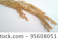 Ear of rice grain rice 95608051