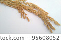 Ear of rice grain rice 95608052