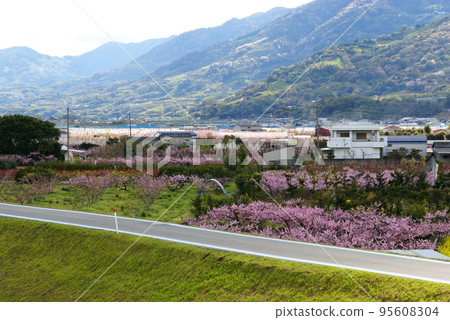 Peach Blossom 95608304