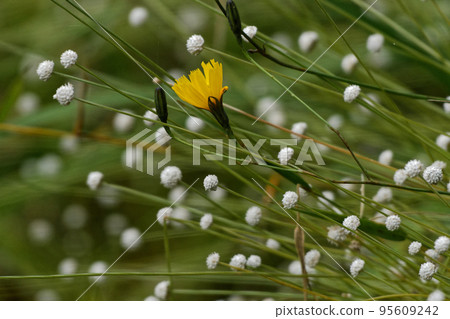 翠嵐和白玉星草 95609242