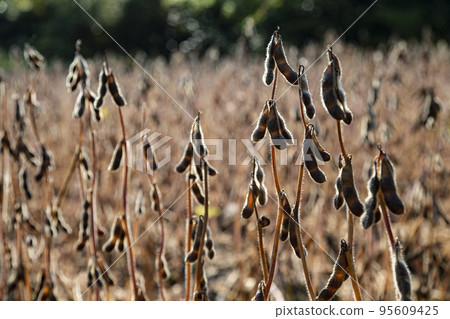 Red bean field Red bean field 95609425