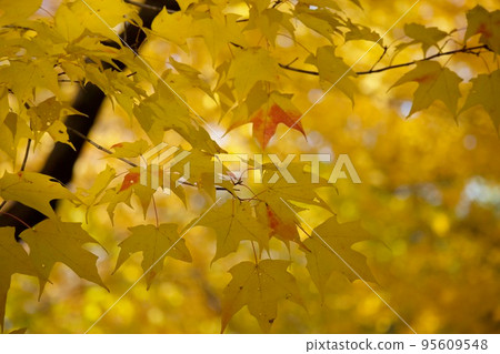 Fall of Canada Fall of Canada 95609548