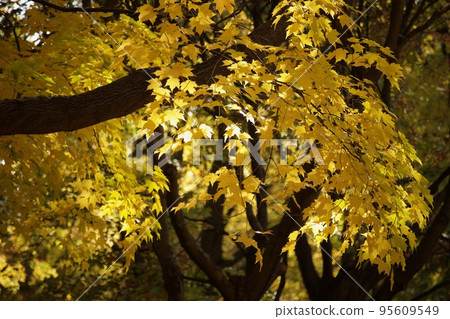 Fall of Canada Fall of Canada 95609549