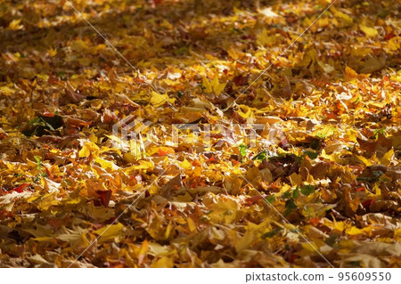 Fall of Canada Fall of Canada 95609550