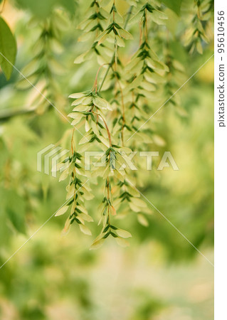 Green branch of Chinese winged nuts. Close-up. High quality photo 95610456
