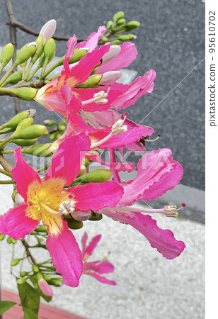 沖繩粉色 Tokrikiwata 花 95610702