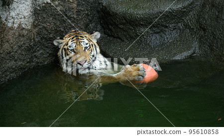 Amur tiger cub playing water polo Amur tiger cub playing water polo 95610858