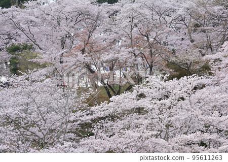 Cherry Blossoms in Sakurayama Park #29 95611263