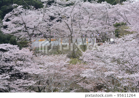 Cherry Blossoms in Sakurayama Park #30 95611264