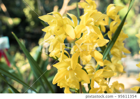 yellow orchids flower on a leaf and flower blured background.spring orchid flowers taken at an exhibition in Thailand during the day time.selective focus. 95611354