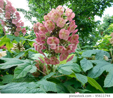 English Garden Hydrangea monadelpha Amethyst English Garden Hydrangea monadelpha Amethyst 95611744