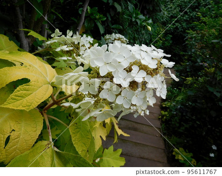 English Garden Hydrangea monadelpha Little Honey English Garden Hydrangea monadelpha Little Honey 95611767