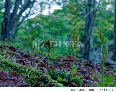 Winter green fern plant Winter flower bracken Winter green fern plant Winter flower bracken 95611803