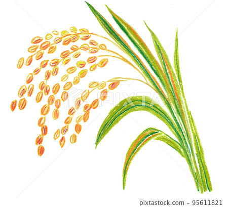Hand-painted ears of rice with a gentle atmosphere Hand-painted ears of rice with a gentle atmosphere 95611821