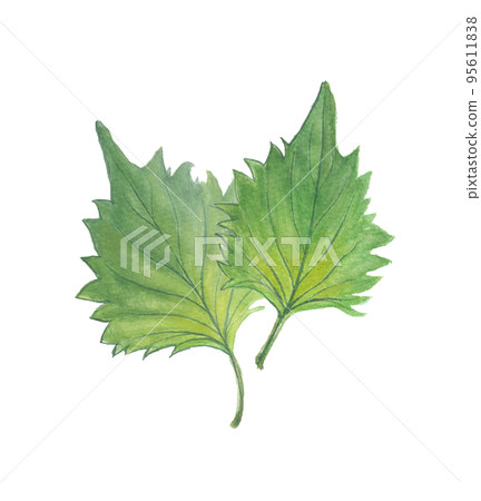 紫蘇綠紫蘇 95611838