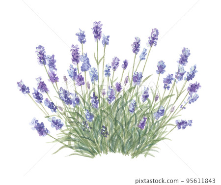 薰衣草 薰衣草 95611843