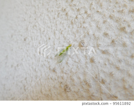 Adult lacewing Adult lacewing 95611892