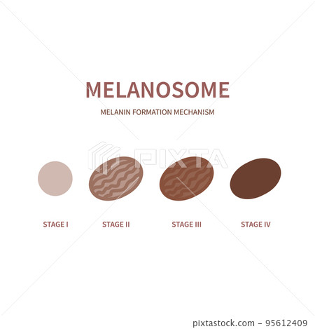 Melanin synthesis during melanosome maturation Melanin synthesis during melanosome maturation 95612409