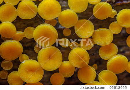 Yellow Fairy Cups - Calycina citrina, yellow mushroom in the forest 95612633