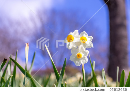 Narcissus flower 95612686