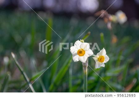水仙花 水仙花 95612693