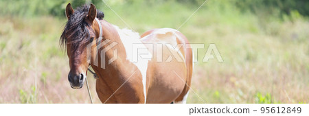 Light brown young colt stand in field, in flower meadow, wild animal in nature 95612849