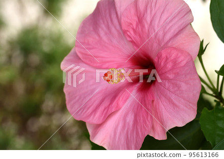 Hawaiian type beautiful pink hibiscus with a tropical image 95613166