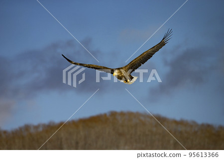 White-tailed eagle 95613366