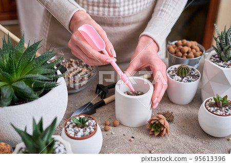 Woman planting Echeveria Succulent Plant with roots into white ceramic pot Woman planting Echeveria Succulent Plant with roots into white ceramic pot 95613396