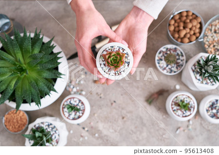 Woman holding planted Echeveria Succulent Plant in white ceramic pot 95613408