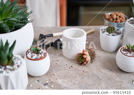 Echeveria Succulent Plant with roots ready for planting into white ceramic pot 95613410