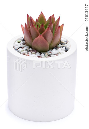 Potted Echeveria Succulent Plant Isolated on White Background 95613427