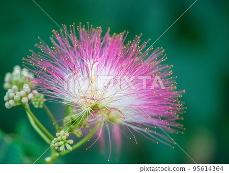 Flower of Lankaran acacia albizia (Albizia julibrissin). Close up 95614364