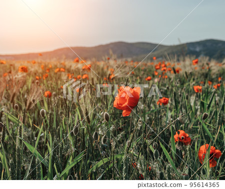 field with green grass and red poppies against the sunset sky. Beautiful field red poppies with selective focus. Red poppies in soft light. Opium poppy. Glade of red poppies. Soft focus blur 95614365