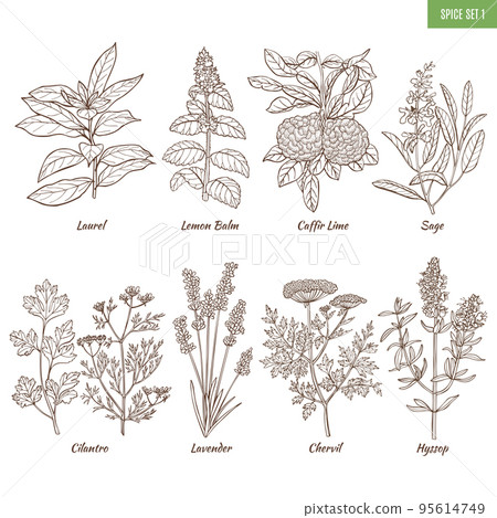 Set of Spice Herbs in Hand Drawn Style 95614749