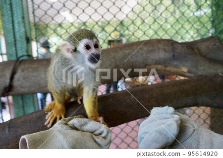 A small squirrel monkey on a hand in Nasu World Monkey Park, Tochigi Prefecture 95614920