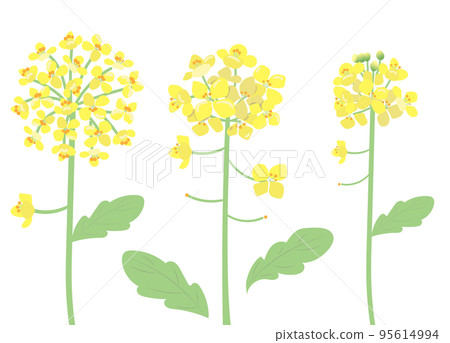 強姦開花例證 強姦開花例證 95614994