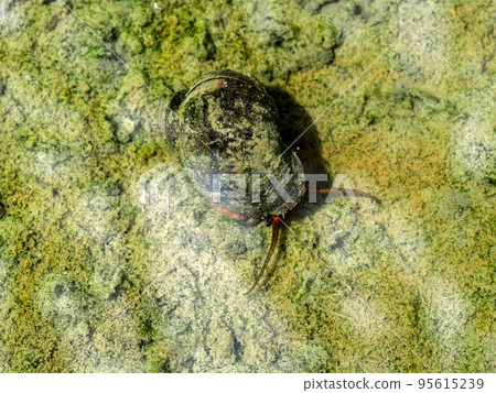 Jumbo snail in the rice field Jumbo snail in the rice field 95615239