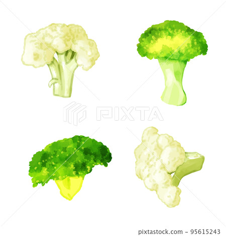手繪水彩花椰菜和西蘭花插圖集 手繪水彩花椰菜和西蘭花插圖集 95615243