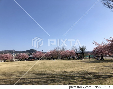 公園河津櫻 公園河津櫻 95615303