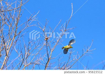 日本白眼鳥野鳥 日本白眼鳥野鳥 95615512