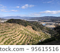 Mandarin orchard 95615516