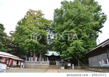 鶴峰八幡宮的大銀杏樹 鶴峰八幡宮的大銀杏樹 95615571