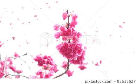 Cherry blossoms 95615627