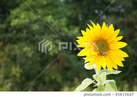 Honey bee collecting pollen from sunflower. 95615687