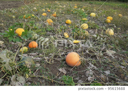 pile of small cute pumpkins at pumpkin patch pile of small cute pumpkins at pumpkin patch 95615688