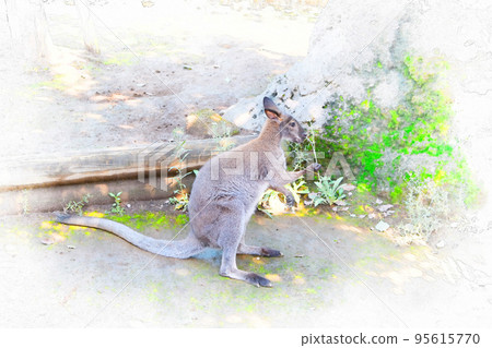 Bennett red-necked wallaby in zoo Bennett red-necked wallaby in zoo 95615770
