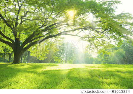 Shining tree Shining tree 95615824