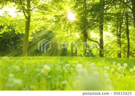 shining forest 95615825